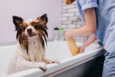 Pet Grooming and Pet Sitting Insurance in Fort Worth, TX by Burdick Insurance Agency