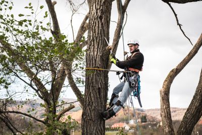 Tree Trimming Insurance in Fort Worth, TX by Burdick Insurance Agency